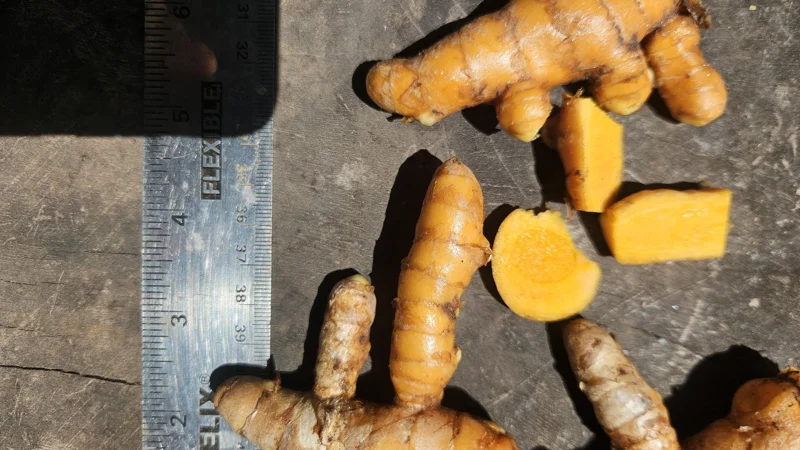 2 Black Curcuma Rhizomes - Tropical Plant Bulbs for Vibrant Purple Flowers - Image 1