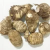 2 Colocasia Esculenta Root Bulbs for Planting - Elephant Ear, Taro - Image 1