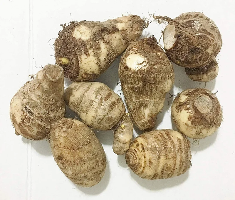2 Colocasia Esculenta Root Bulbs for Planting - Elephant Ear, Taro - Image 1