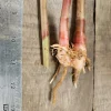 2 Costus Woodsii Ginger Live Plants - 10in Stalk, Tropical Scarlet Spiral Flag 2 Costus Woodsii Ginger Live Plants - 10in Stalk, Tropical Scarlet Spiral Flag - Image 1