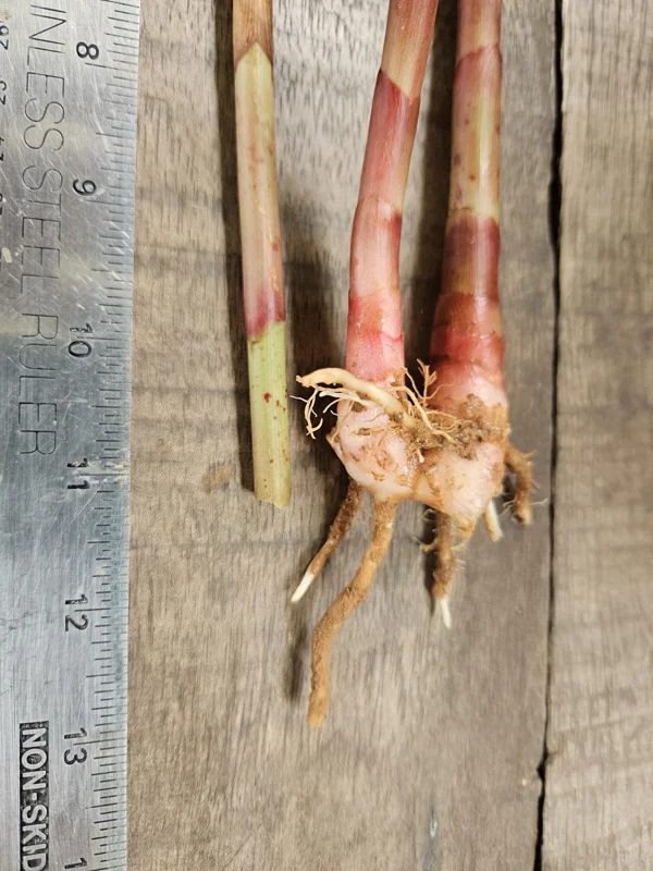 2 Costus Woodsii Ginger Live Plants - 10in Stalk, Tropical Scarlet Spiral Flag - Image 1