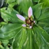 2 Hawaiian Red Ginger Rhizomes - Alpinia Purpurata Tropical Plant - Image 1