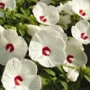 2 Huge Hardy White Hibiscus Grandiflorus Live Plant Bare Root - Image 1