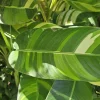 2 Pack Variegated Heliconia Nickeriensis Rhizomes - Tropical Live Plant - Image 1