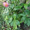 2 Pink Costus Ginger Rhizome - African Princess Tulip Live Plant 2 Pink Costus Ginger Rhizome - African Princess Tulip Live Plant - Image 1
