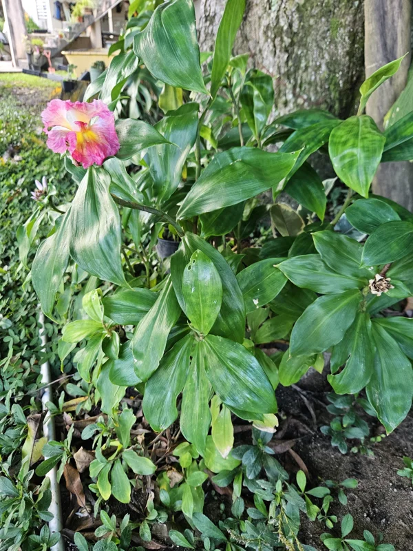 2 Pink Costus Ginger Rhizome - African Princess Tulip Live Plant - Image 1