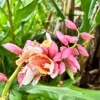 2 Pink Perfection Shell Ginger Rhizomes - Alpinia hainanensis - Fragrant Tropical Live Plant 2 Pink Perfection Shell Ginger Rhizomes - Alpinia hainanensis - Fragrant Tropical Live Plant - Image 1
