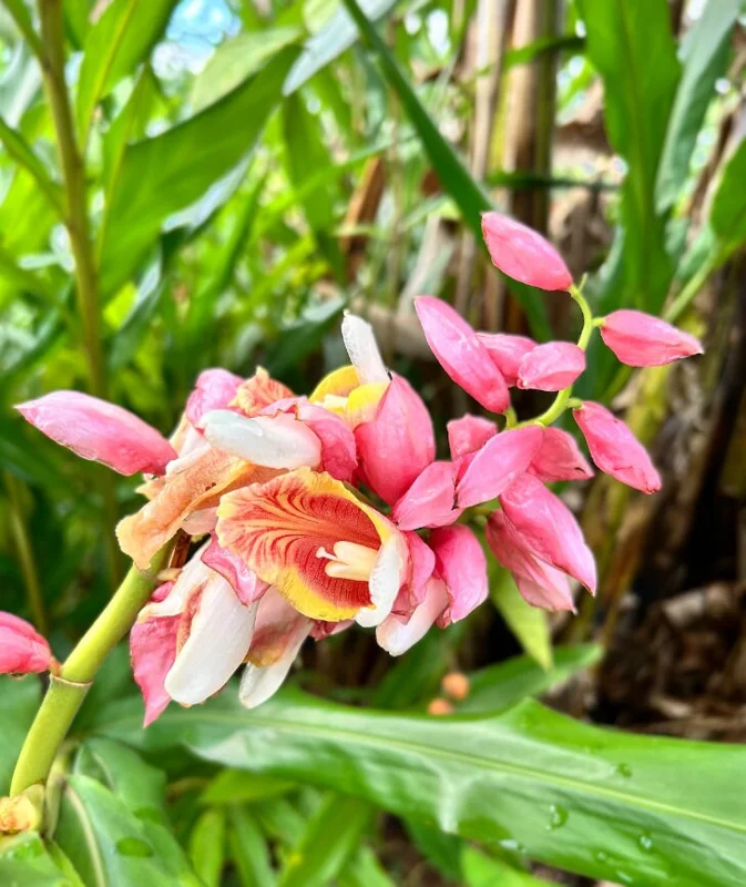 2 Pink Perfection Shell Ginger Rhizomes - Alpinia hainanensis - Fragrant Tropical Live Plant - Image 1