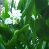 2 White Butterfly Ginger Rhizomes - Fragrant Hedychium Plant - Image 1