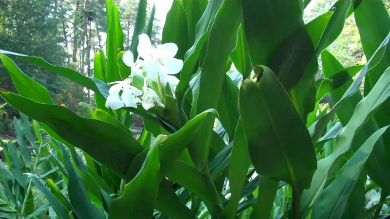 2 White Butterfly Ginger Rhizomes - Fragrant Hedychium Plant - Image 1