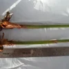 2 Yellow Bird of Paradise Rhizomes - 10in Live Rooted Tropical Plants - Image 1