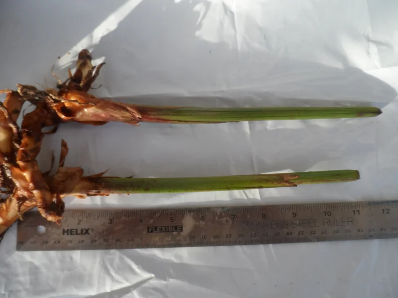 2 Yellow Bird of Paradise Rhizomes - 10in Live Rooted Tropical Plants - Image 1