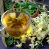 20 Moringa Seeds - Drumstick Tree Seeds - Easy to Grow Edible Leaf - Image 1