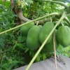 20 Papaya Seeds - Sweet Puerto Rican Variety - Easy Grow Tropical Fruit - Image 1