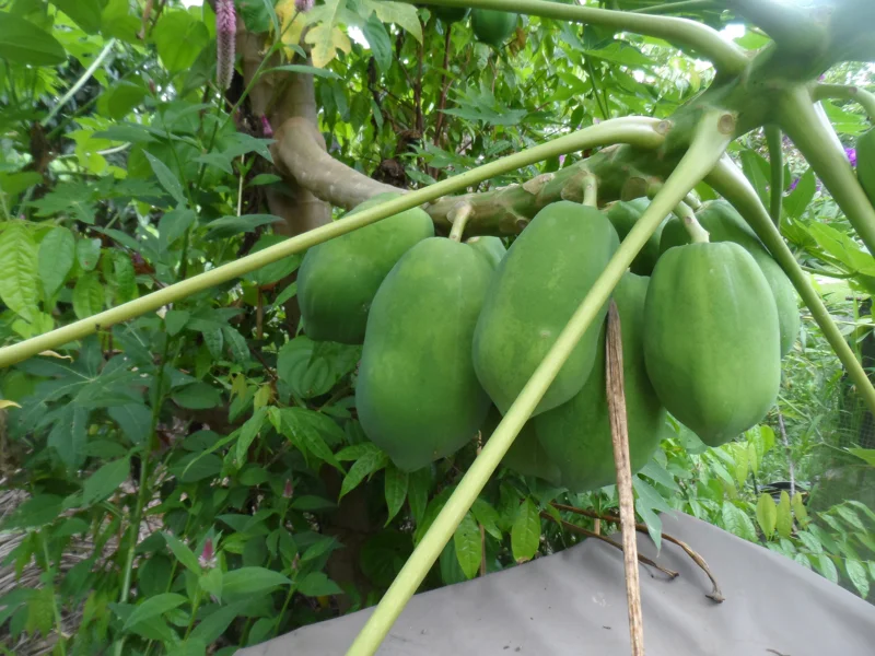 20 Papaya Seeds - Sweet Puerto Rican Variety - Easy Grow Tropical Fruit - Image 1