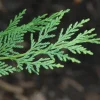 25 Leyland Cypress Tree Live Plants, 6-12" Tall, 2.5" Pot, Fast Growing Outdoor - Image 1