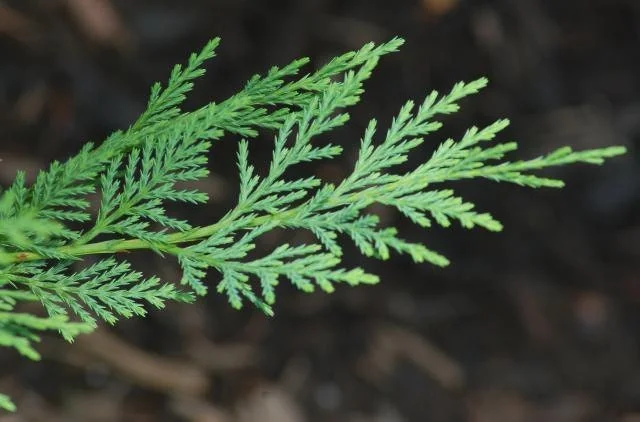 25 Leyland Cypress Tree Live Plants, 6-12" Tall, 2.5" Pot, Fast Growing Outdoor - Image 1