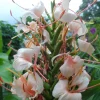 2x Hedychium Butterfly Ginger Rhizomes - Tropical Lily Plant - Image 1