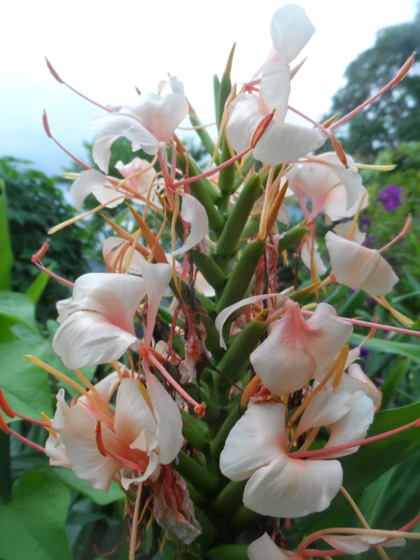 2x Hedychium Butterfly Ginger Rhizomes - Tropical Lily Plant - Image 1