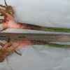 2x Heliconia Rostrata Rhizomes - Live Hanging Lobster Claw Plant Roots - Image 1