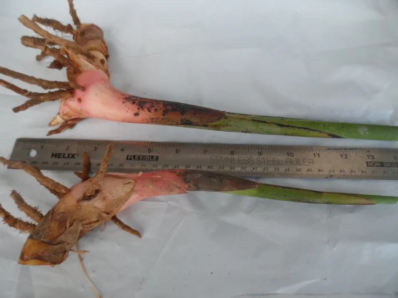 2x Heliconia Rostrata Rhizomes - Live Hanging Lobster Claw Plant Roots - Image 1