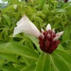 2x Malay Ginger Rhizomes with Stalk - Costus Speciosus Live Plant - Image 1
