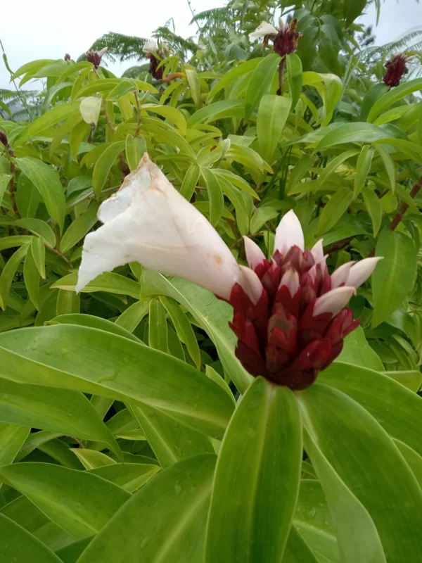 2x Malay Ginger Rhizomes with Stalk - Costus Speciosus Live Plant - Image 1