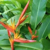 2x Orange Heliconia Rhizomes - Tropical Live Plant - Fast Growing - Image 1