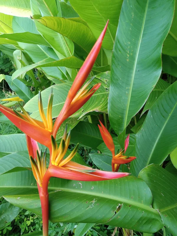 2x Orange Heliconia Rhizomes - Tropical Live Plant - Fast Growing - Image 1