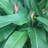 2X Orange Multi-Color Heliconia Rhizomes - Tropical Live Plant - 10 inch Stock - Image 1