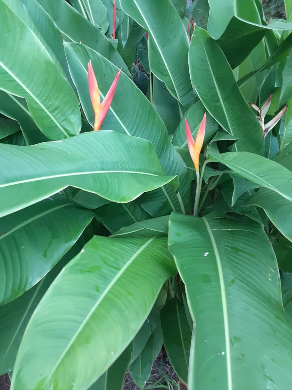 2X Orange Multi-Color Heliconia Rhizomes - Tropical Live Plant - 10 inch Stock - Image 1