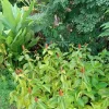 2x Red Button Ginger Live Plant - Costus Woodsonii - Shade Loving Tropical - Image 1