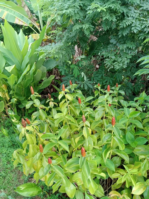 2x Red Button Ginger Live Plant - Costus Woodsonii - Shade Loving Tropical - Image 1