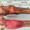 2x Renealmia Alpinia Ginger Rhizomes - Shade Loving Live Plant - Edible Leaves - Image 1