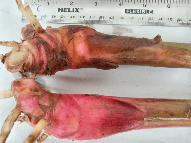 2x Renealmia Alpinia Ginger Rhizomes - Shade Loving Live Plant - Edible Leaves - Image 1