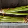 2x Stromanthe Jacquinii Heliconia Rhizomes - Exotic Shade Plant, Yellow, Tall Growing - Image 1