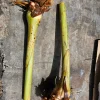 2x Variegated Shell Ginger Rhizomes - Alpinia Sanderae Live Plant - Image 1