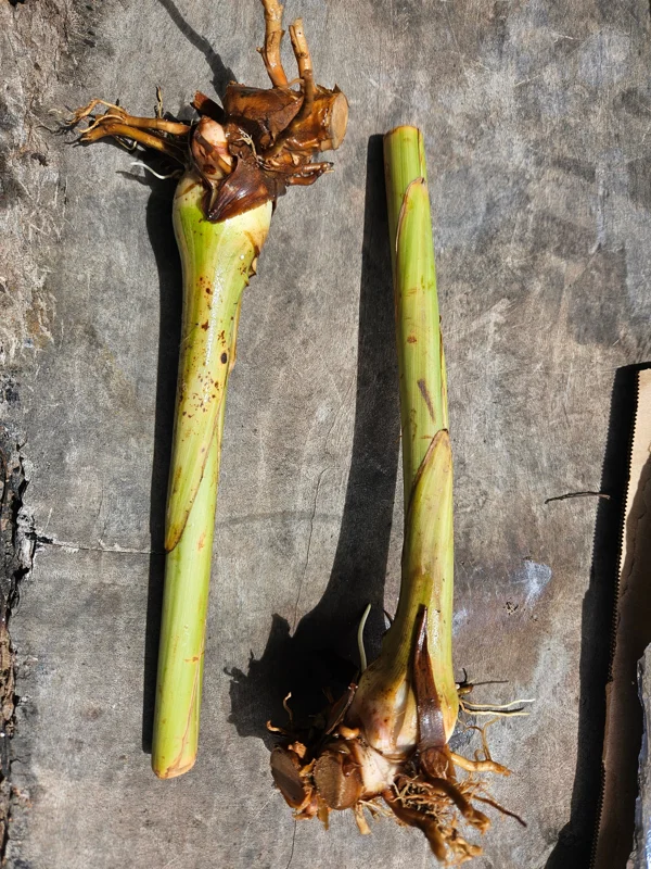 2x Variegated Shell Ginger Rhizomes - Alpinia Sanderae Live Plant - Image 1