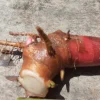 2x Yellow Butterfly Ginger Rhizomes Live Plant - Fragrant Tropical Flower 2x Yellow Butterfly Ginger Rhizomes Live Plant - Fragrant Tropical Flower - Image 1