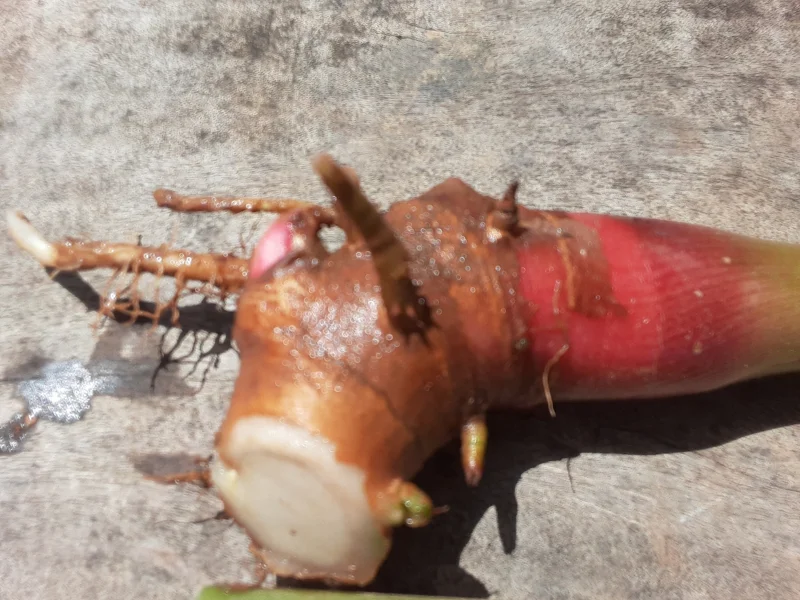 2x Yellow Butterfly Ginger Rhizomes Live Plant - Fragrant Tropical Flower - Image 1