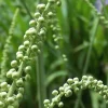 5 Black Cohosh Bulbs - Actaea racemosa - Bugbane - Deer Resistant Perennial - Image 1