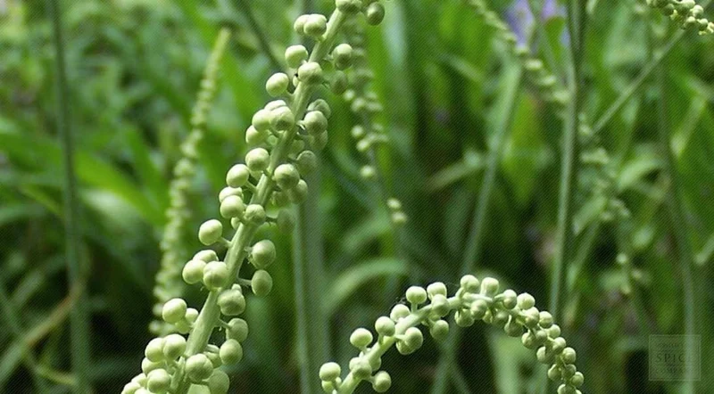 5 Black Cohosh Bulbs - Actaea racemosa - Bugbane - Deer Resistant Perennial - Image 1