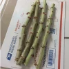 5 Cassava Unrooted Cuttings - Manihot Esculenta - Yuca Root Propagation for Edible Gardens - Image 1