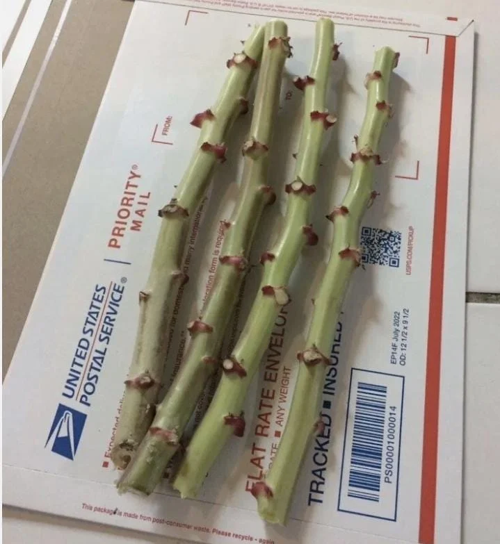 5 Cassava Unrooted Cuttings - Manihot Esculenta - Yuca Root Propagation for Edible Gardens - Image 1