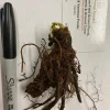 5 Celandine Poppy Bulbs - Yellow Wood Poppy (Stylophorum diphyllum) - Native Perennial - Image 1