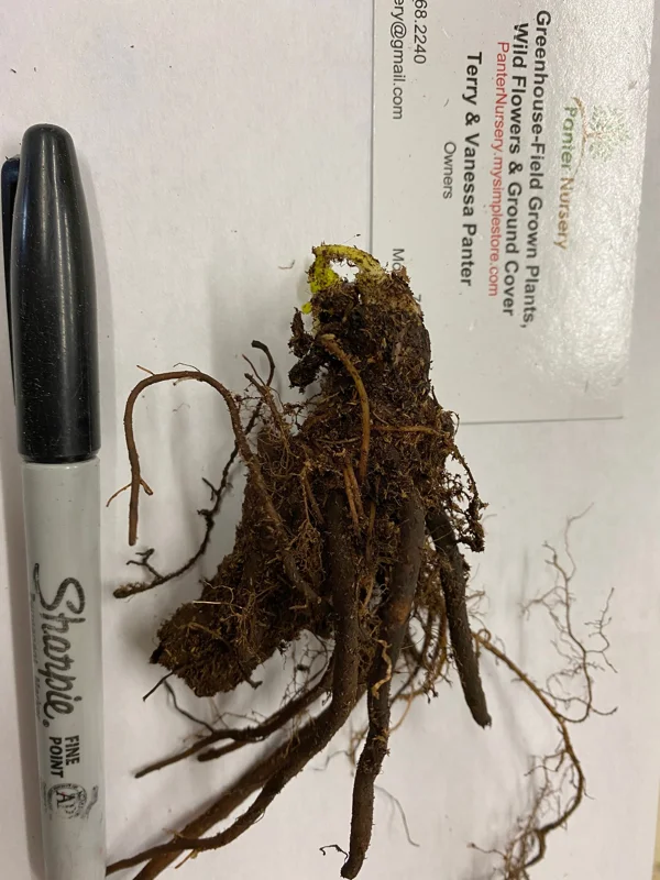5 Celandine Poppy Bulbs - Yellow Wood Poppy (Stylophorum diphyllum) - Native Perennial - Image 1