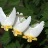 5 Dutchman's Breeches Bulbs - Dicentra cucullaria - Perennial Flower - Image 1
