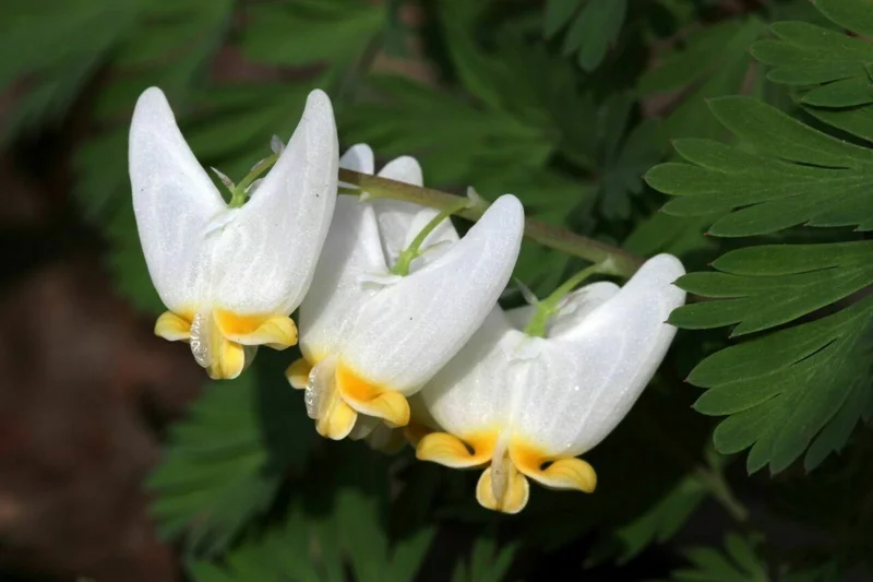 5 Dutchman's Breeches Bulbs - Dicentra cucullaria - Perennial Flower - Image 1