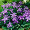 5 Dwarf Crested Iris Root Bulbs - Easy Care Perennial Flowers for Gardens - Image 1