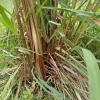5 Fresh Lemongrass Stalks with Roots – Live Plant – Culinary & Repellent - Image 1